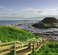 Full-Day Guided Australian Wildlife Tour of Phillip Island - Accommodation Kalgoorlie