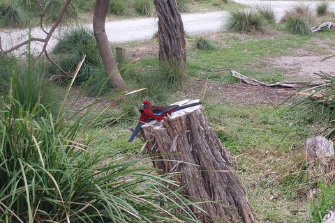 Wilsons Promontory Brainstorming Escape - Accommodation Kalgoorlie 5