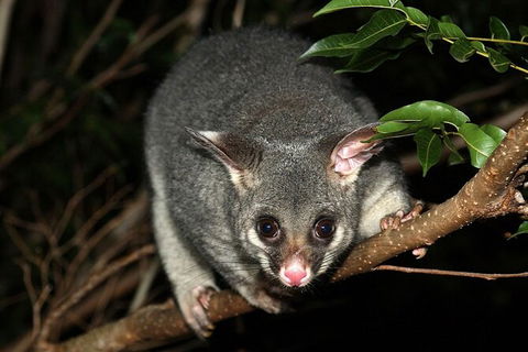 Wilsons Promontory Brainstorming Escape - Accommodation Kalgoorlie 3
