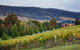 Wine & Food Pairing, Behind The Scenes & Wine Blending Experience - thumb 4