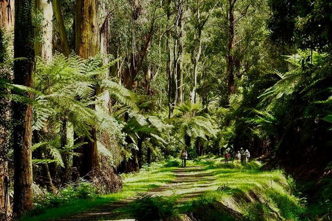 Aqueduct And Rail Trail Self-Guided Bike Tour In Warburton - Accommodation Kalgoorlie 1