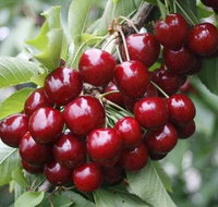 Fruits picking tour from Melbourne - Accommodation Kalgoorlie