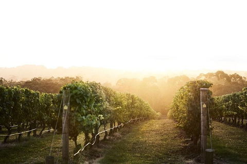 Mornington Peninsula 2-6 Guests Lunch Rare Hare Or Merricks General Wine Store - Accommodation Kalgoorlie 2