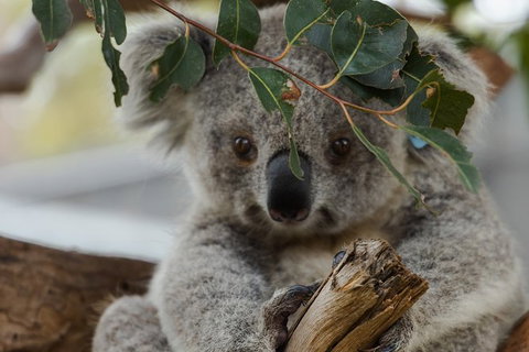 Small Group - Dandenong Ranges, Puffing Billy & Healesville Sanctuary Day Tour - Accommodation Kalgoorlie 5