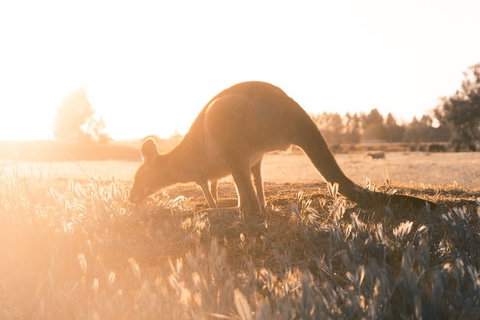 Small Group - Dandenong Ranges, Puffing Billy & Healesville Sanctuary Day Tour - Accommodation Kalgoorlie 4
