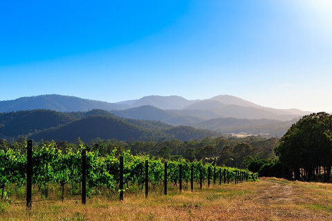 Pizzini Wines: Pop & Fizz - Accommodation Kalgoorlie 4