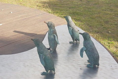 Phillip Island Penguin And Wildlife Tour - Accommodation Kalgoorlie 14