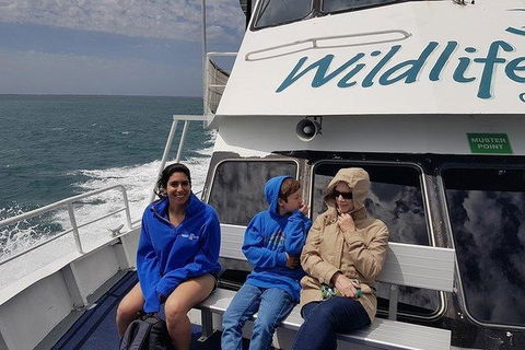 Phillip Island Penguin And Wildlife Tour - Accommodation Kalgoorlie 15