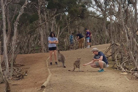 Phillip Island Penguin And Wildlife Tour - Accommodation Kalgoorlie 34