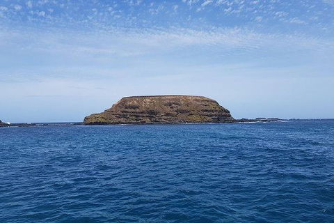 Phillip Island Penguin And Wildlife Tour - Accommodation Kalgoorlie 17