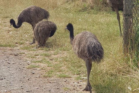Phillip Island Penguin And Wildlife Tour - Accommodation Kalgoorlie 32
