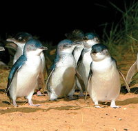 Phillip Island Penguin and wildlife Tour - Accommodation Kalgoorlie