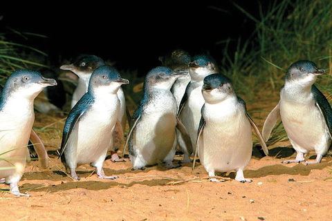 Phillip Island Penguin And Wildlife Tour - Accommodation Kalgoorlie 0