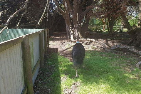 Phillip Island Penguin And Wildlife Tour - Accommodation Kalgoorlie 5