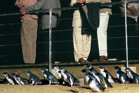 Phillip Island Penguin And Wildlife Tour - Accommodation Kalgoorlie 20