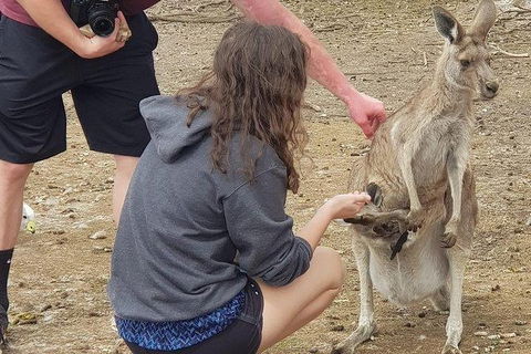 Phillip Island Penguin And Wildlife Tour - Accommodation Kalgoorlie 12