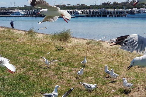 Phillip Island Penguin And Wildlife Tour - Accommodation Kalgoorlie 1