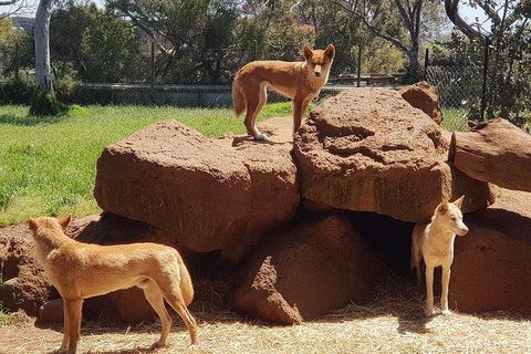 Phillip Island Penguin And Wildlife Tour - Accommodation Kalgoorlie 7