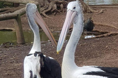 Phillip Island Penguin And Wildlife Tour - Accommodation Kalgoorlie 6