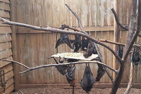 Phillip Island Penguin And Wildlife Tour - Accommodation Kalgoorlie 31