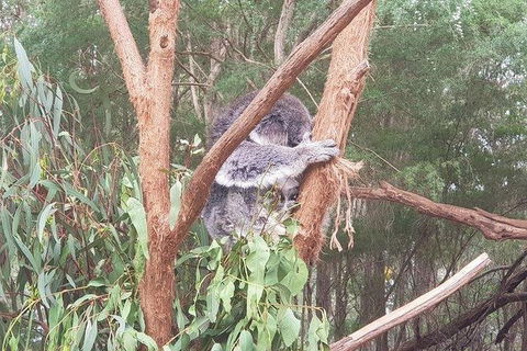 Phillip Island Penguin And Wildlife Tour - Accommodation Kalgoorlie 16