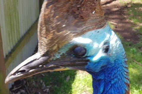 Phillip Island Penguin And Wildlife Tour - Accommodation Kalgoorlie 19