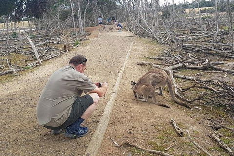 Phillip Island Penguin And Wildlife Tour - Accommodation Kalgoorlie 30