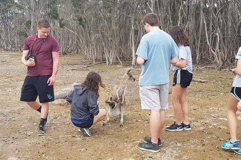 Phillip Island Penguin And Wildlife Tour - Accommodation Kalgoorlie 3