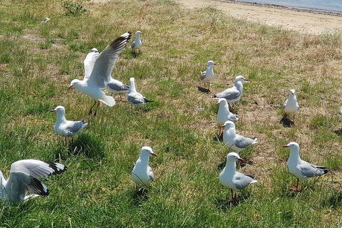 Phillip Island Penguin And Wildlife Tour - Accommodation Kalgoorlie 9