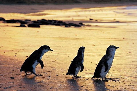 Phillip Island Penguin And Wildlife Tour - Accommodation Kalgoorlie 13
