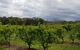 Yarra Valley Wineries And Rayners Orchard Tour From Melbourne - thumb 18