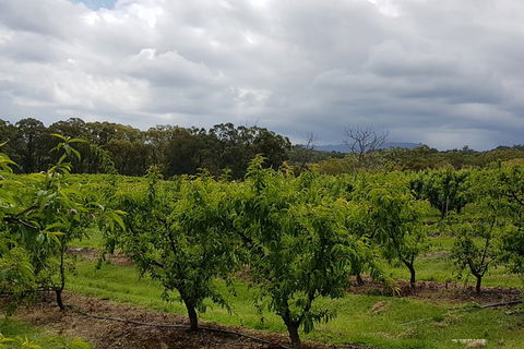 Day Tour Of Yarra Valley Puffing Billy And Rayners Orchard - Accommodation Kalgoorlie 42