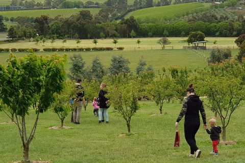 Day Tour Of Yarra Valley Puffing Billy And Rayners Orchard - Accommodation Kalgoorlie 36