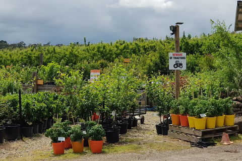 Day Tour Of Yarra Valley Puffing Billy And Rayners Orchard - Accommodation Kalgoorlie 46