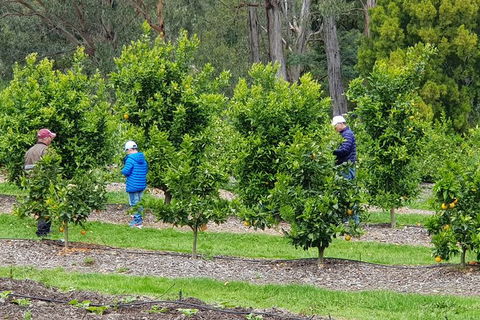 Day Tour Of Yarra Valley Puffing Billy And Rayners Orchard - Accommodation Kalgoorlie 1