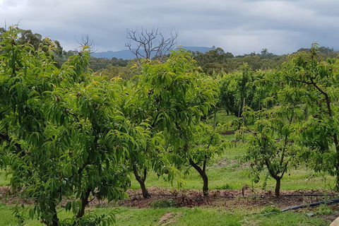 Day Tour Of Yarra Valley Puffing Billy And Rayners Orchard - Accommodation Kalgoorlie 41