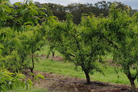 Day Tour Of Yarra Valley Puffing Billy And Rayners Orchard - Accommodation Kalgoorlie 49