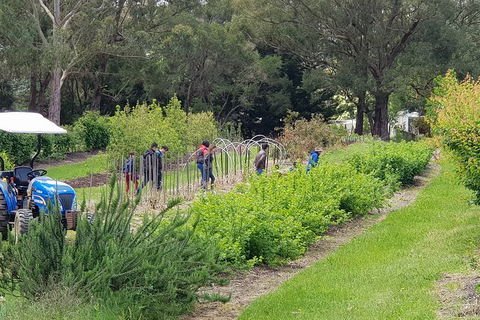 Day Tour Of Yarra Valley Puffing Billy And Rayners Orchard - Accommodation Kalgoorlie 29