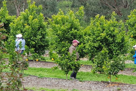 Day Tour Of Yarra Valley Puffing Billy And Rayners Orchard - Accommodation Kalgoorlie 34