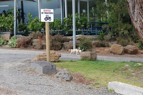 Day Tour Of Yarra Valley Puffing Billy And Rayners Orchard - Accommodation Kalgoorlie 2