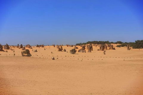 The Pinnacles, Yanchep National Park, Crystal Cave, And Moore River Tour - Accommodation Kalgoorlie 7
