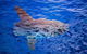Bremer Bay Orca Experience - thumb 8