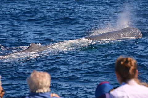Bremer Bay Orca Experience - Accommodation Kalgoorlie 13