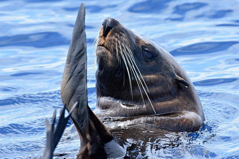 Bremer Bay Orca Experience - Accommodation Kalgoorlie 3