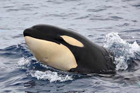 Bremer Bay Orca Experience - Accommodation Kalgoorlie 10