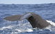 Bremer Bay Orca Experience - thumb 9