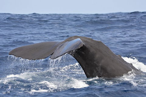 Bremer Bay Orca Experience - Accommodation Kalgoorlie 9