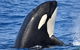 Bremer Bay Orca Experience - thumb 0
