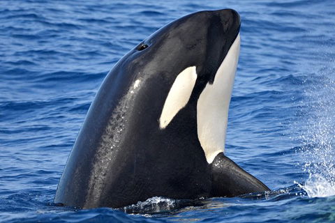 Bremer Bay Orca Experience - Accommodation Kalgoorlie 0