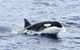 Bremer Bay Orca Experience - thumb 11